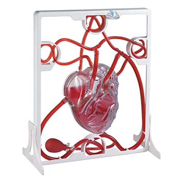 3D Pumping Heart