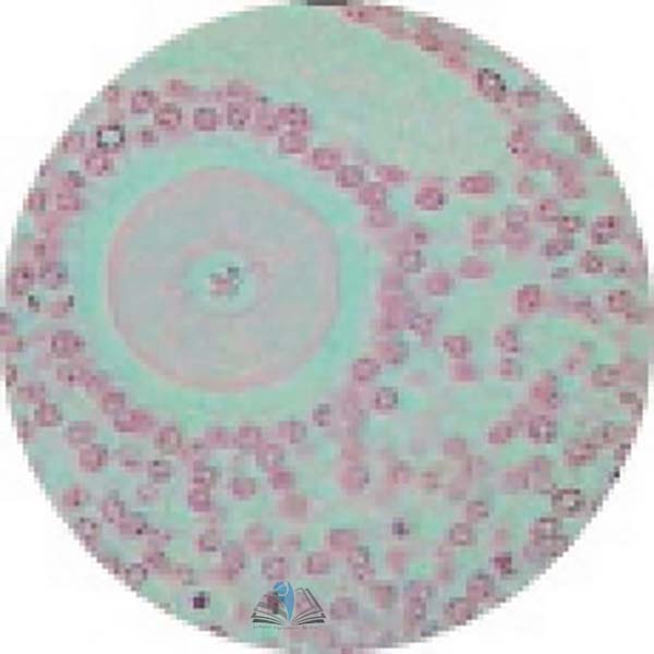 Prepared Microscope Slide - Ovary, Thin Section