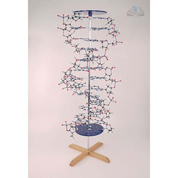 Pro DNA Model Kit