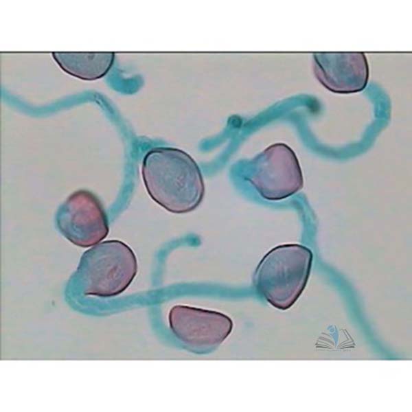 Prepared Microscope Slide - Lily (Lilium) Mature Embryo Sac