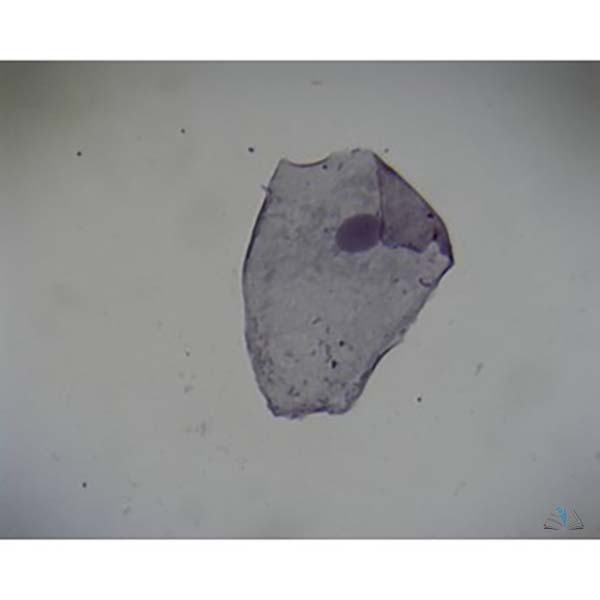 Prepared Microscope Slide - Buccal Smear Squamous Epithelium