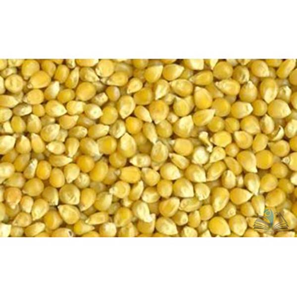 Laboratory Grade Seeds, Maize - 100g