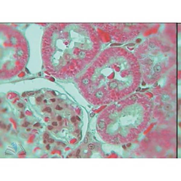 Prepared Microscope Slide - Mitochondria Small Intestine, Liver or Kidney