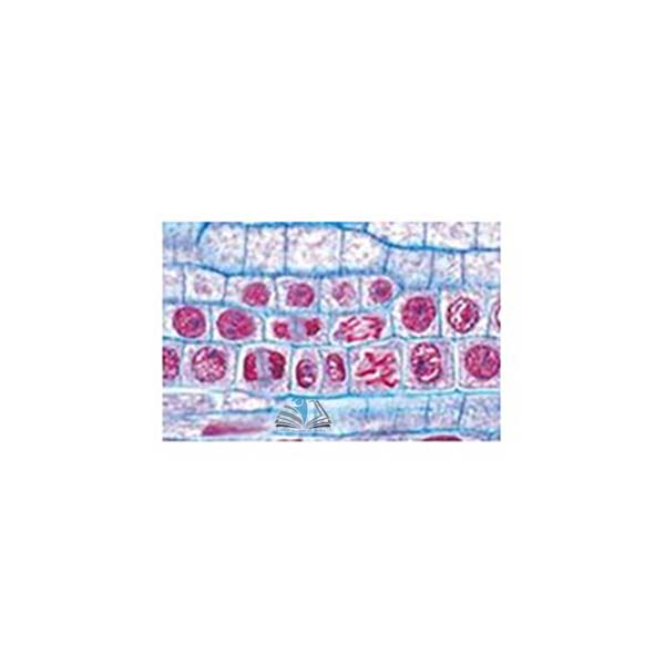 Prepared Microscope Slide Set - Genetics, Reproduction and Embryology