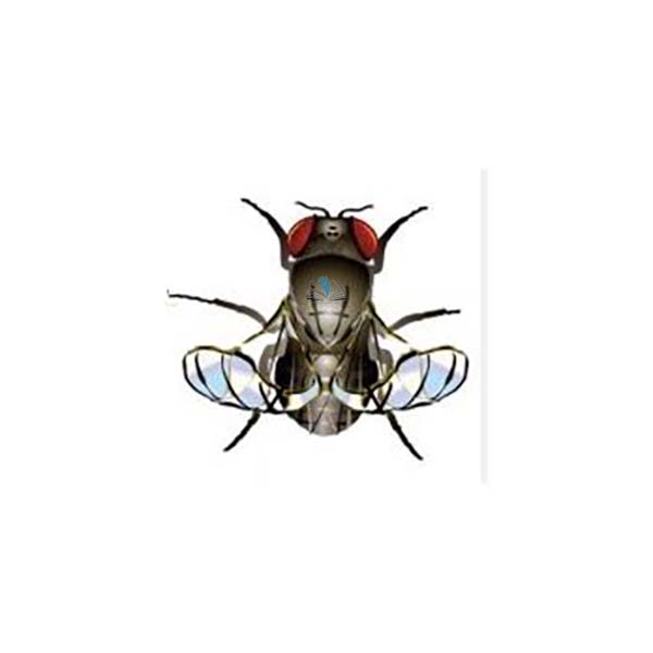 Drosophila: Wild Type, Curled Wing, Ebony Body