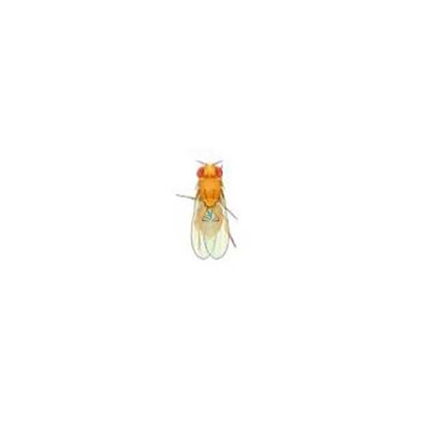 Drosophila: Wild Type, Yellow Body