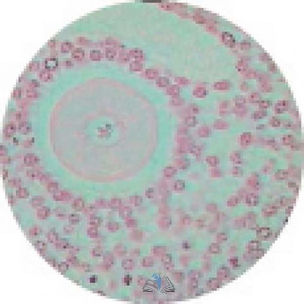 Prepared Microscope Slide - Ovary Pregnant with Corpus Luteum
