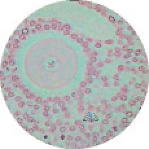 Prepared Microscope Slide - Pregnant Uterus (Rabbit) with Placenta and Embryo in-situ