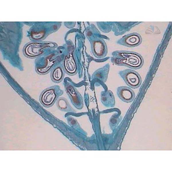 Prepared Microscope Slide - Shepherd Purse (Capsella) Ovule L.S.