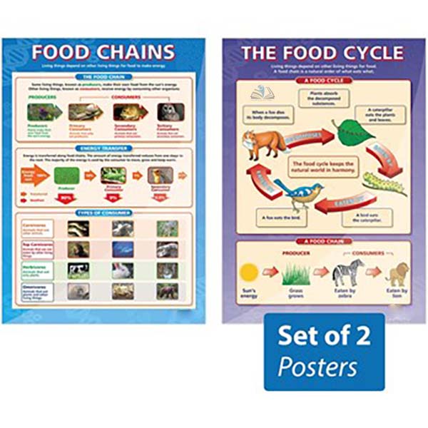 The Food Cycle and Food Chains Posters