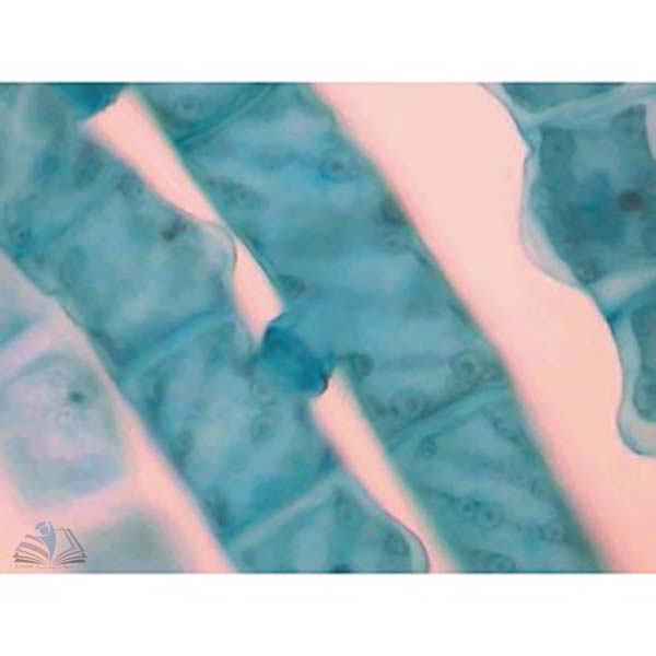 Prepared Microscope Slides - Spirogyra Vegetative Filaments