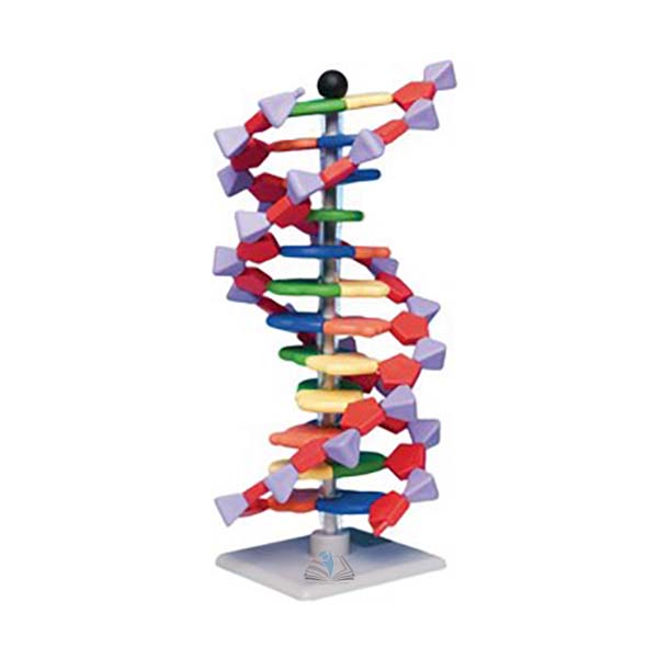 Mini DNA Molecular Model Kit - 12-Layer