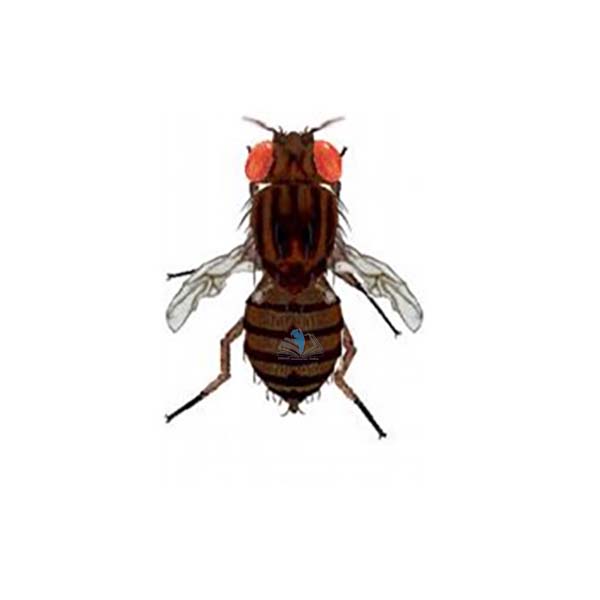 Drosophila: Wild Type, Vestigial Wing