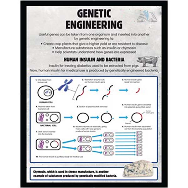 Genetic Engineering Poster
