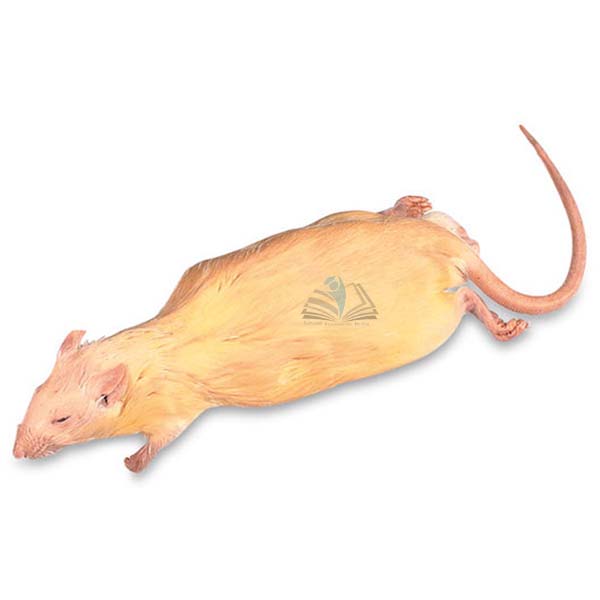 Preserved Rat Specimen