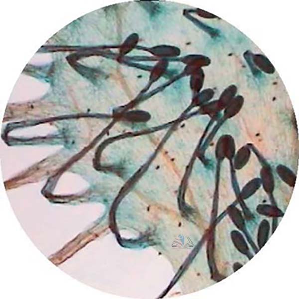 Prepared Microscope Slide - Onion (Allium) Leaf Epidermis, with Stomata W.M.