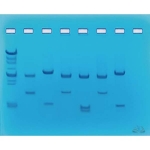 DNA Fingerprinting Using Restriction Enzymes Kit