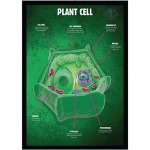 Plant Cell Structure Poster