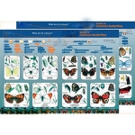 Identification Guide Common Butterflies