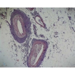 Prepared Microscope Slide - Artery and Vein Thin Section