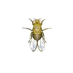 Drosophila: Wild Type, White Eye