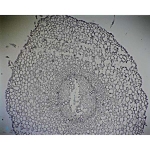 Prepared Microscope Slide - Broad Bean (Vicia faba) Young Root Hair Region