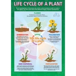 Plants Posters
