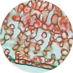 Prepared Microscope Slide - Cherry Laurel (Prunus lauro-cerasus) Leaf T.S.