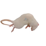 Rats (Rattus)