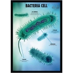 Bacterial Cell Structure Poster