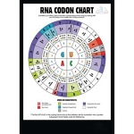 RNA Codon Poster