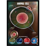 Animal Cell Structure Poster