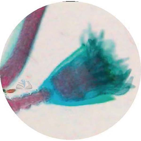 Prepared Microscope Slide - Hydra Budding W.M.