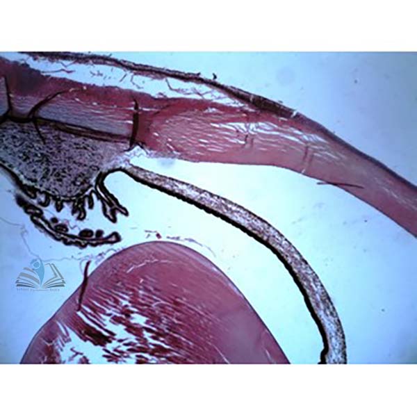 Prepared Microscope Slide - Eye of Mammal T.S.