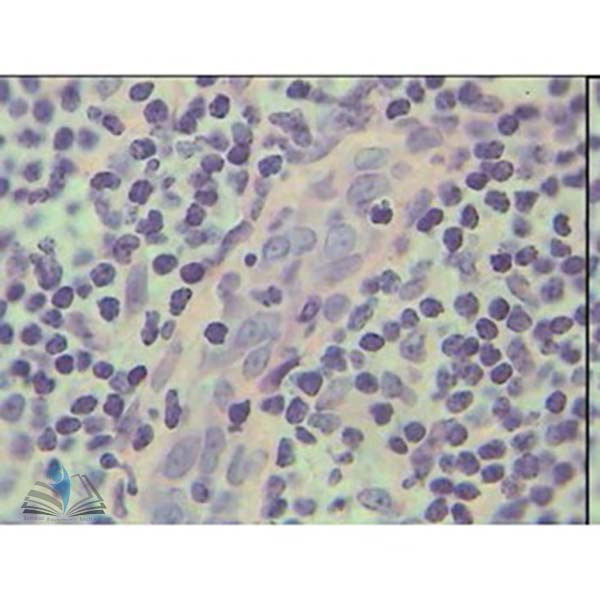 Prepared Microscope Slide - Tongue V.S.