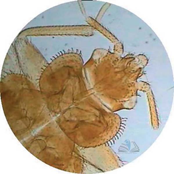 Prepared Microscope Slide - Bed Bug (Cimex lectarius) W.M.