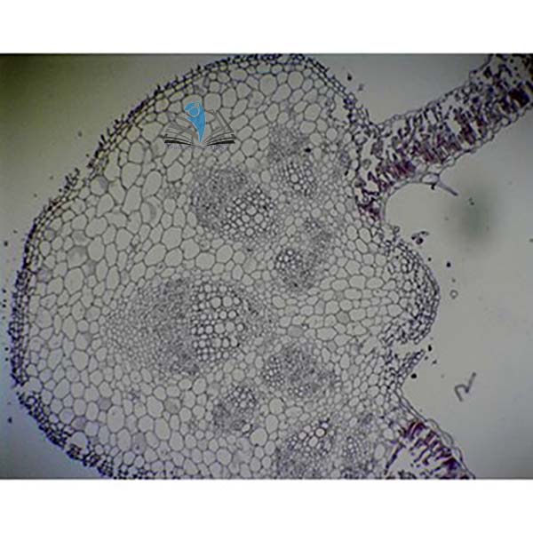 Dicot Plant Slide Set