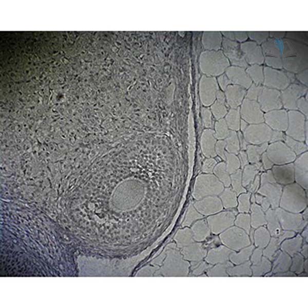Prepared Microscope Slide - Ovary T.S.