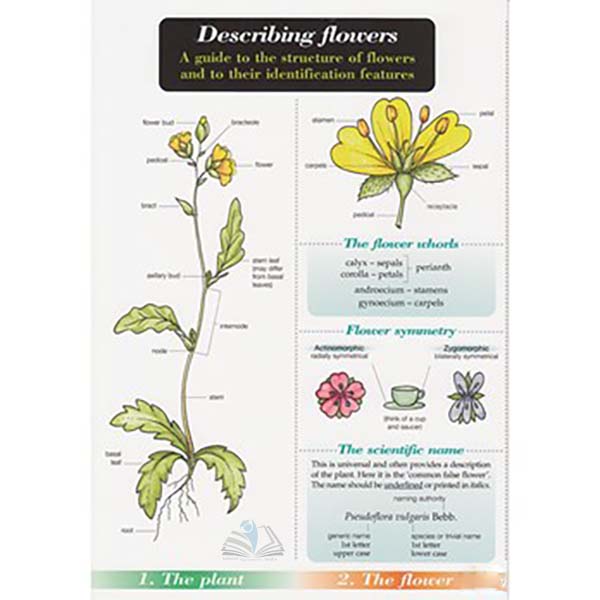 Describing Flower Chart Name Trail
