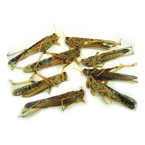 Preserved Locust Specimens