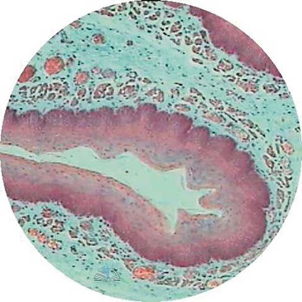Prepared Microscope Slide - Small Intestine L.S.