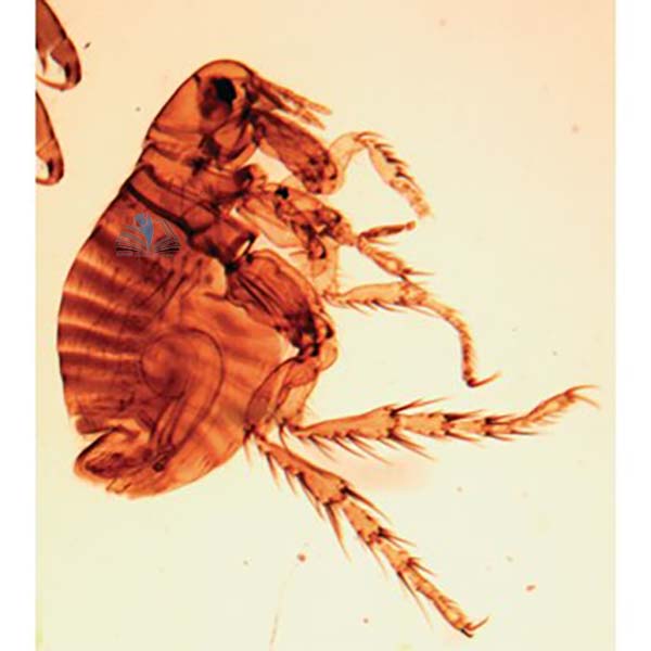 Prepared Microscope Slide - Scabies Mite (Sarcoptes) W.M.