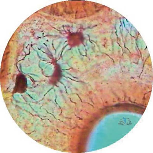 Prepared Microscope Slide - Mammal Hyaline Cartilage Section