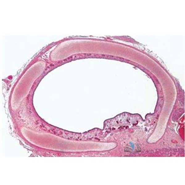 Prepared Microscope Slide Set - Respiratory and Circulatory System