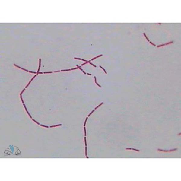 Bacterial Slide Set