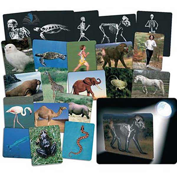 What's Inside Animals - Flash Cards