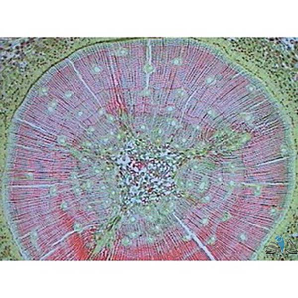 Prepared Microscope Slide - Pine (Pinus) Stem T.S.