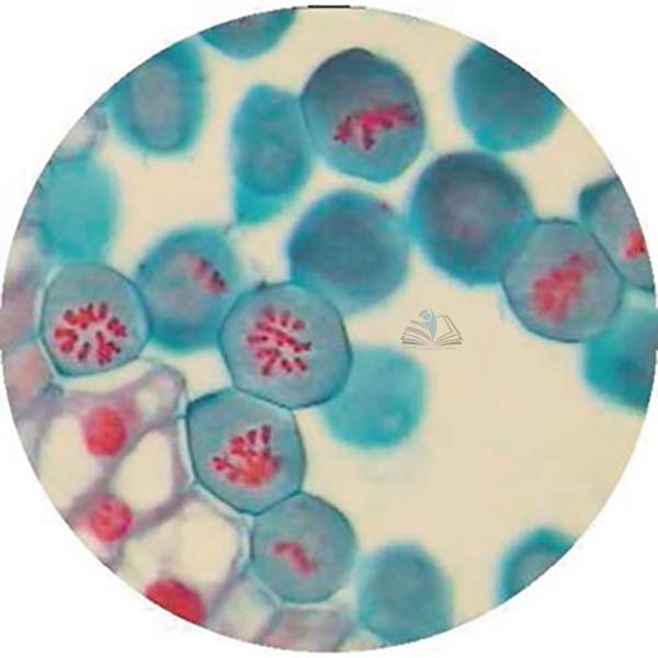 Prepared Microscope Slide - Lily (Lilium regale) Anthers T.S. - Early Prophase