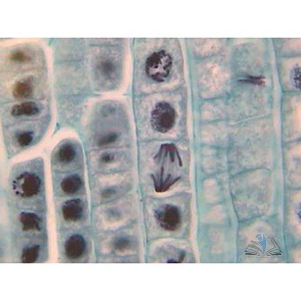 Prepared Microscope Slide - Sunflower (Helianthus) Young Root T.S.