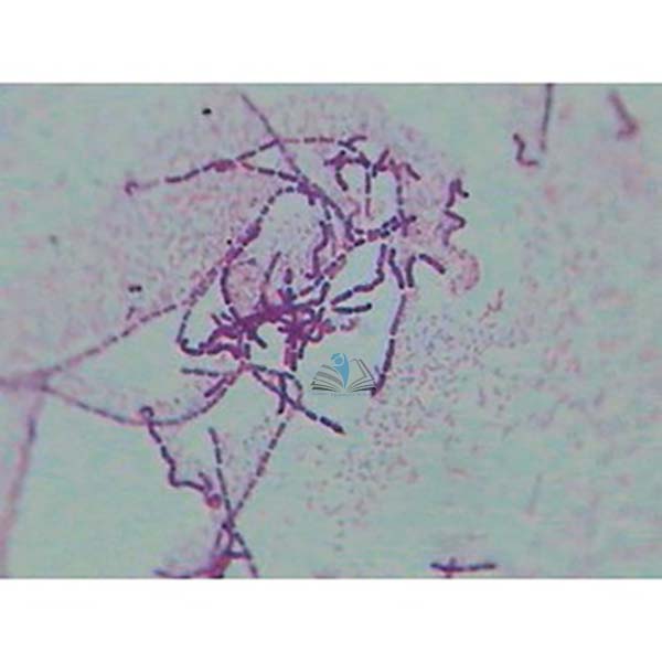 Prepared Microscope Slide Set - Prokaryotes